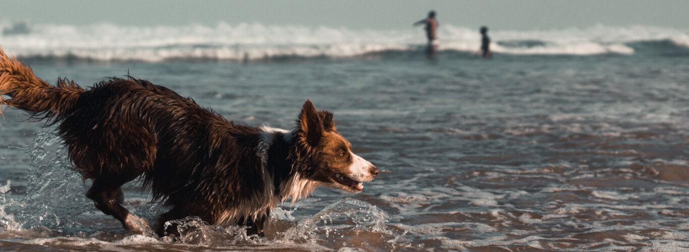 Collie dog in sea on beach
