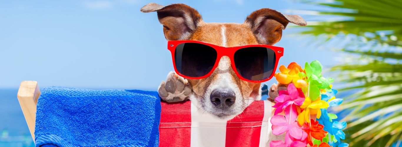 Dog on beach with sunglasses and towel
