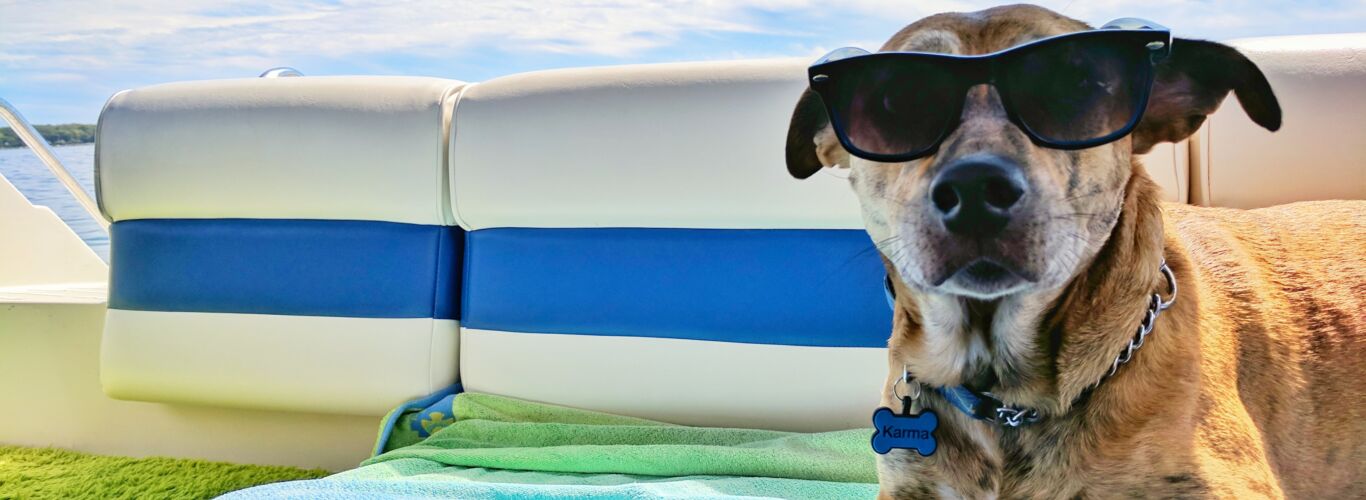 Dog on sun lounger
