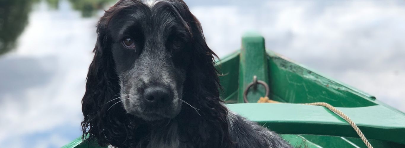 John cameron Sh L Dez Ss Z Jk unsplash - Dog on Boat