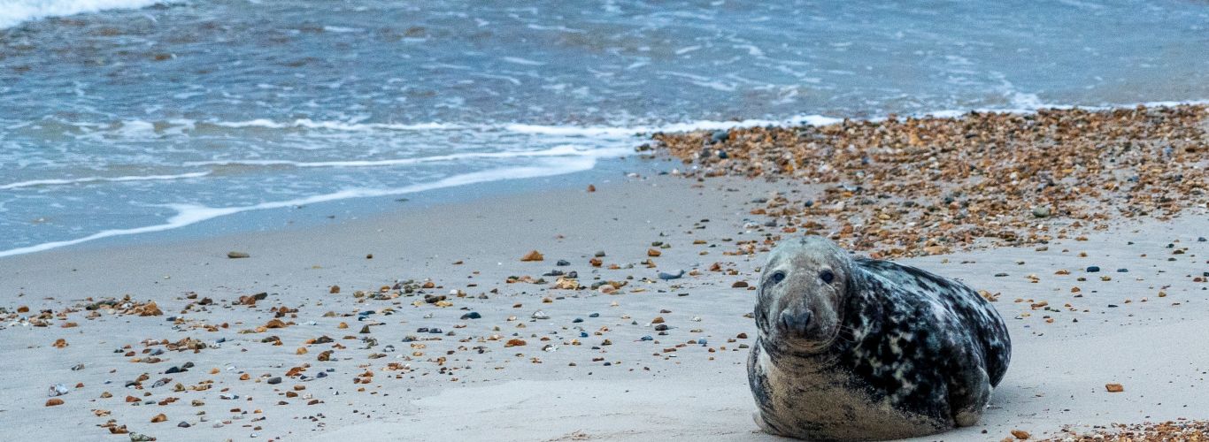 Nick fewings unsplash Bournemouth