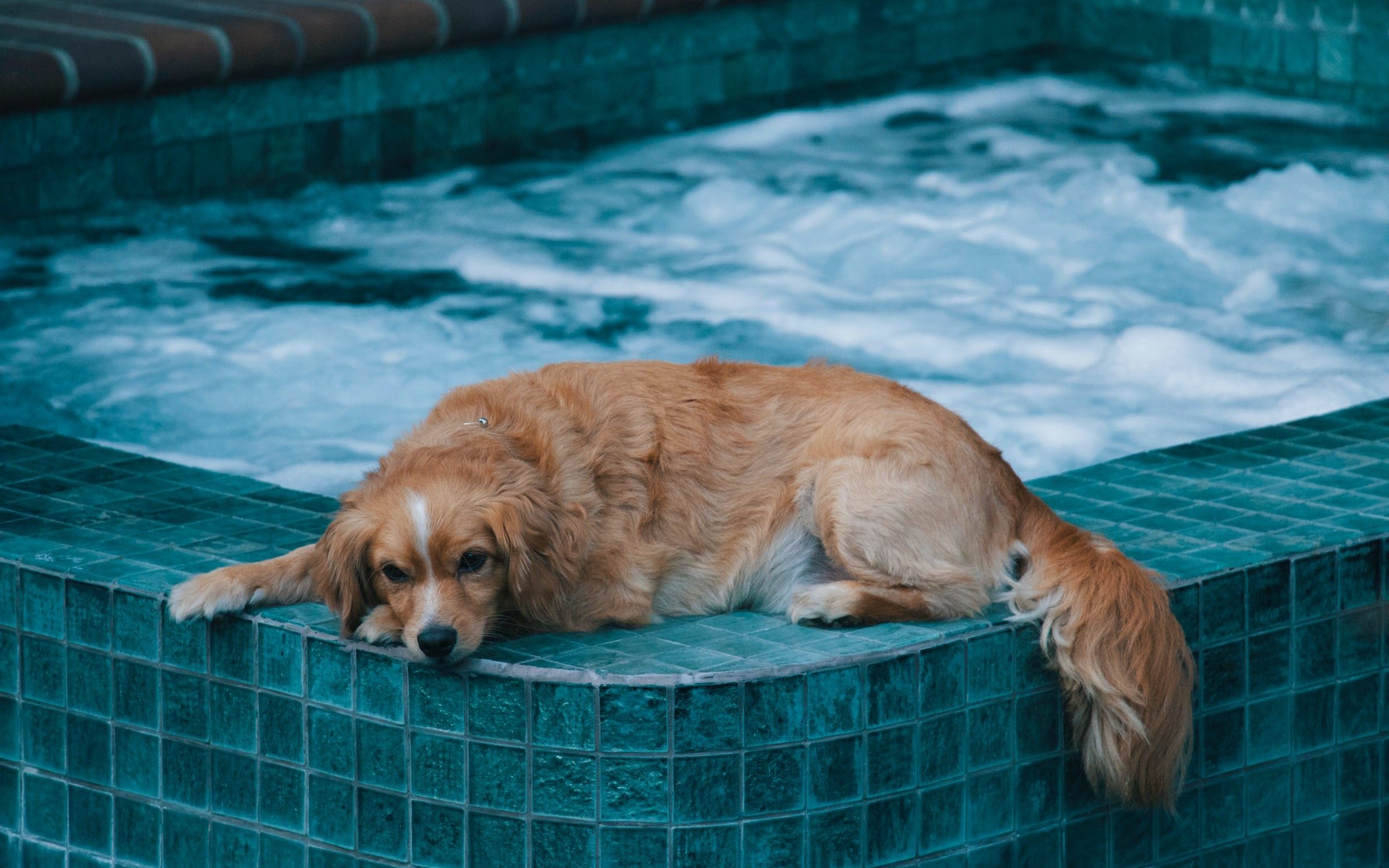 Cheap Dog Friendly Holidays Friendly Holidays
