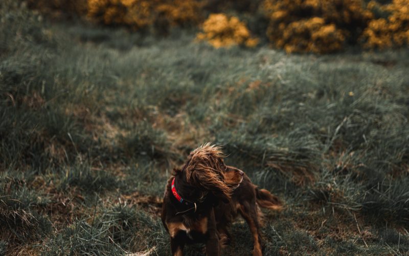 Devin kaselnak Unsplash Scotland