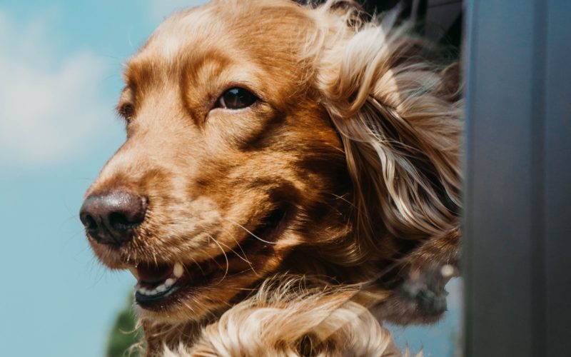 Ja san miguel unsplash France