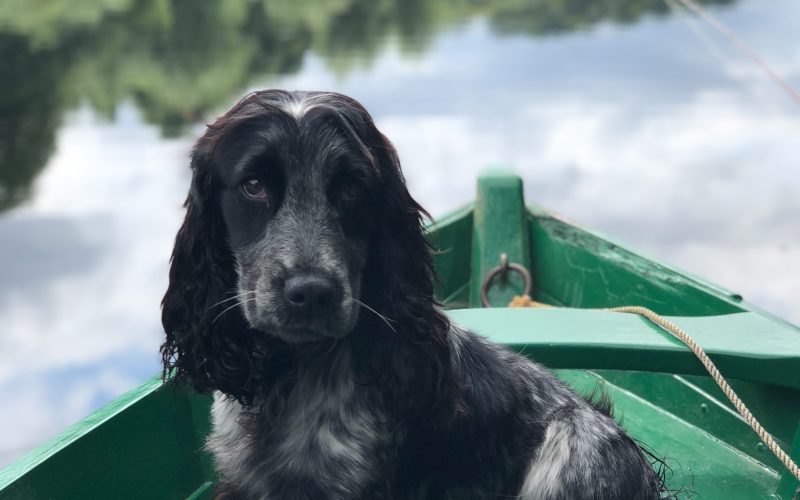 John cameron Sh L Dez Ss Z Jk unsplash - Dog on Boat